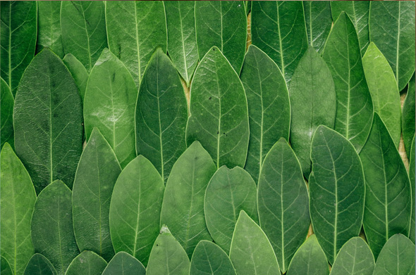 Leaves